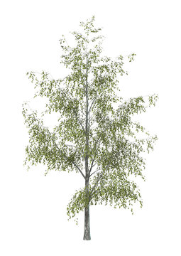 Birch Tree on White