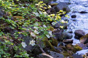 Dogwood tree with flowers near the river in spring time