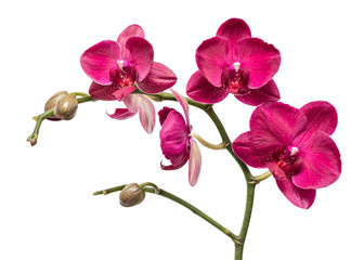 Fototapeta na wymiar Red orchid on a white background