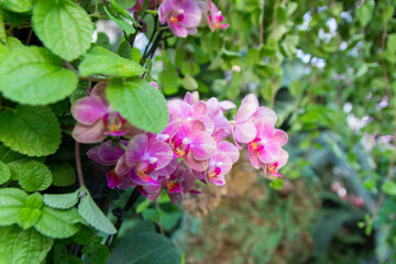 beautiful Red vanda orchids with other plant and leaves (selecti