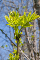 Young leaves on ash tree in the spring.
