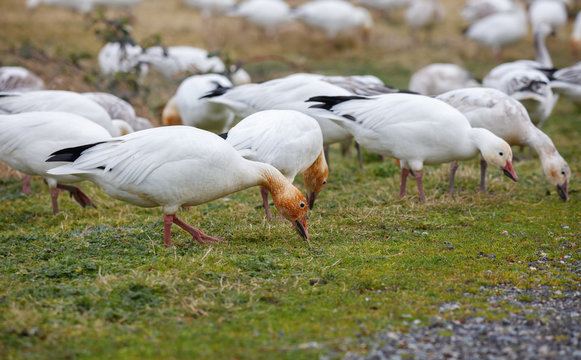 Snow Geese