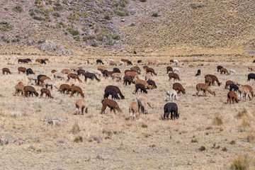Fototapeta na wymiar Herd of Llamas and Alpacas in Andes Mountains, Peru