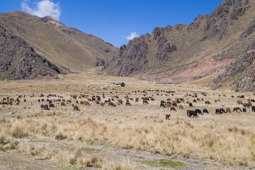 Farm and herd of Llamas and Alpacas in Andes Mountains,  Peru