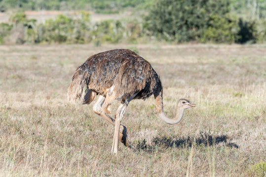 Female ostrich with open beak