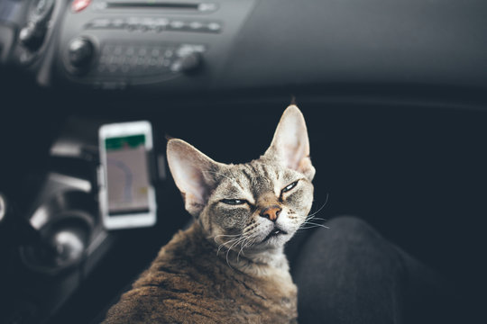 Close-up, Devon Rex cat travels in a car sitting on owners lap. Kitty - traveler companion, joyful expression captures thrill of adventure. Ready for a road trip. Traveling with pets concept