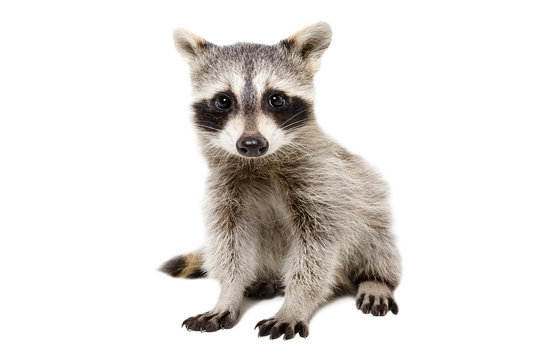 Portrait of cute raccoon