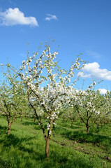 Blooming tree in spring garden on background of blue sky