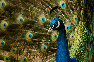 Fototapeta na wymiar Portrait of peacock with feathers out