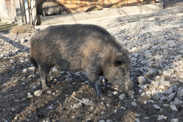Wildschwein, Keiler im Gehege