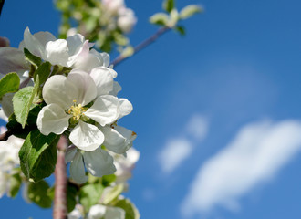 Blossom apple on a background of blue sky