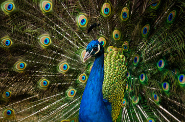 Fototapeta na wymiar Portrait of beautiful peacock with feathers out