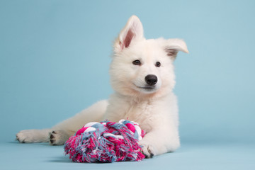Fototapeta na wymiar White shepherd puppy with a pink toy