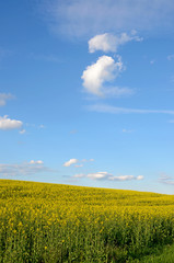Spring landscape with rape field and interesting pattern of clou