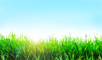 
Green grass on sun and blue sky background