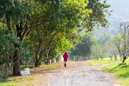 Worker Walking For Check Around Fruit Garden