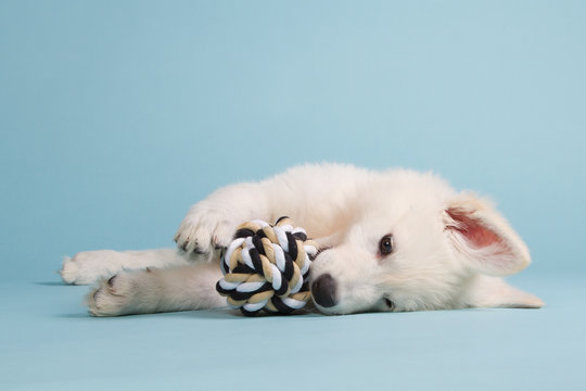 White shepherd puppy with a beige toy