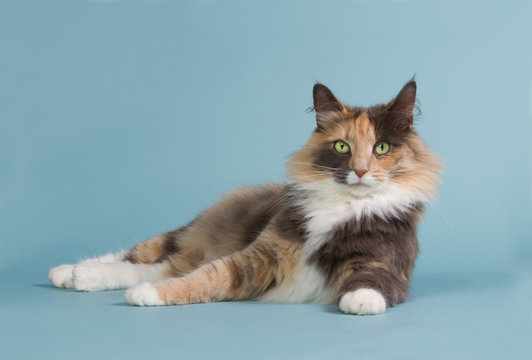 Beautiful tricolor Norwegian forest cat laying on a blue background