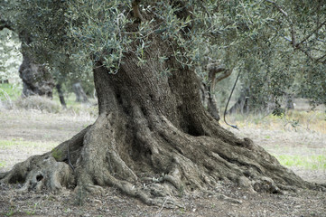 Old olive tree