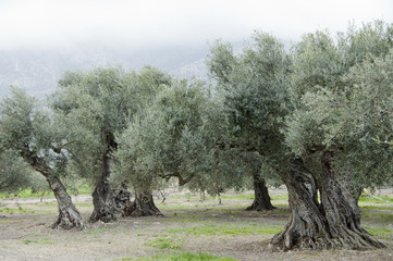 De vieux oliviers