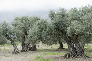 Deurstickers Olijfboom Oude olijfbomen