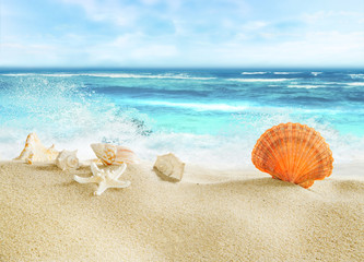 Fototapeta na wymiar Tropical beach with shells.