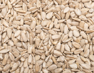 sunflower seed background