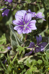 Purple wild geranium