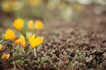 First spring flowers with copy space 