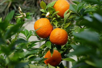 Mandarinen am Zweig