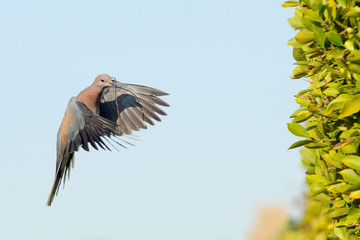 Laughing Dove flying with the building material to the nest