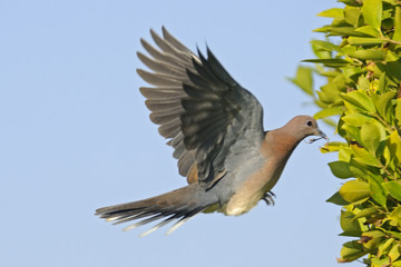 Laughing Dove flying with the building material to the nest