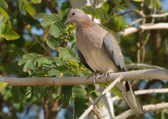 Perching Laughing Dove in the resort of Sharm el-Sheikh