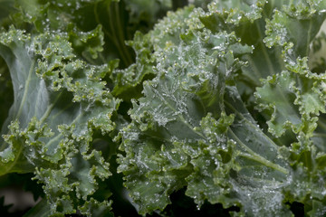 frozen cabbage in winter with ice crystal