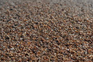 Ракушки на берегу чёрного моря