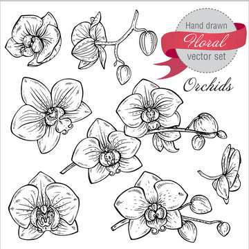 Vector set of hand drawn orchid branches with flowers.