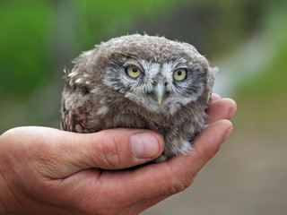 Baby bird of a horned owl on a palm on a natural  background