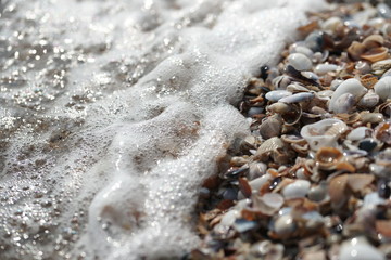 Ракушки на берегу чёрного моря