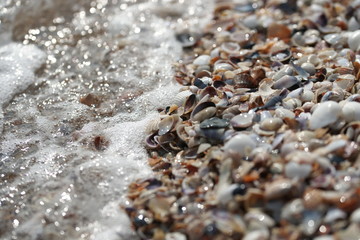 Ракушки на берегу чёрного моря