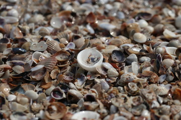 Ракушки на берегу чёрного моря