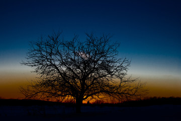 Fototapeta na wymiar Sunset silhouette of a tree with beautiful colors.