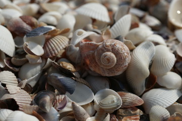 Ракушки на берегу чёрного моря