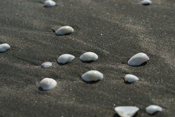 Fototapeta na wymiar Белые ракушки на черном песке 