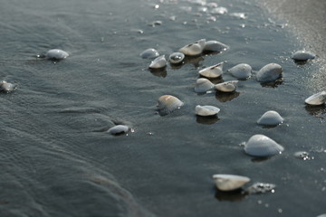 Белые ракушки на черном песке
