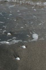 Белые ракушки на черном песке
