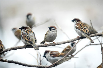 sparrows sitting on branches