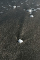 Белые ракушки на черном песке
