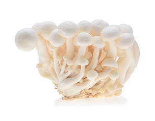 Shimeji mushroom isolated on white background