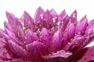 Soft focus of Close up Purple flower petals with dew