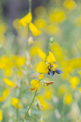 Tropical carpenter bee in the garden